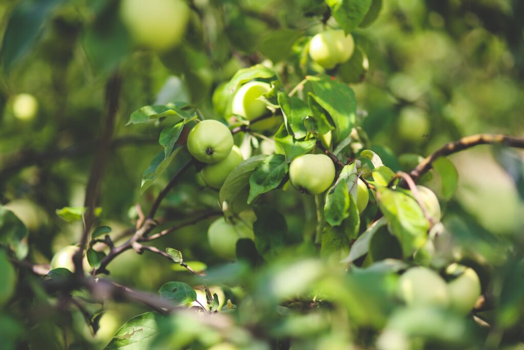 apple-791472_1920